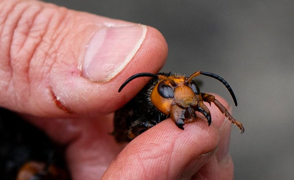 Uma vespa gigante asiática morta.(Foto: Ruth Fremson/The New York Times)